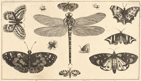 Image shows a 17th century print of a dragonfly, ladybirds, and butterfly made by Wenceslaus Hollar