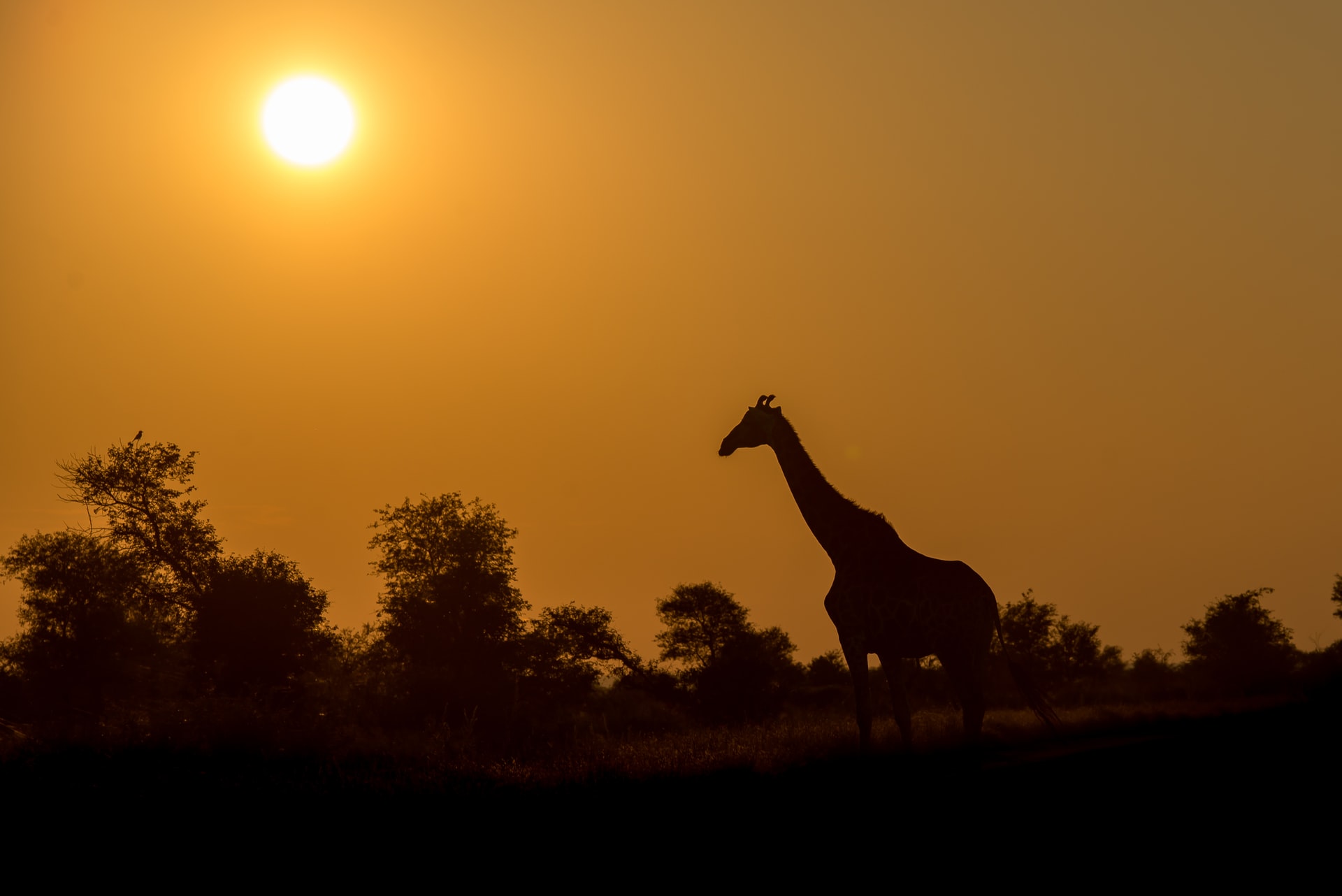 Image shows the silhouette of a giraffe standing against the sun. - Photo by Vincent van Zalinge on Unsplash