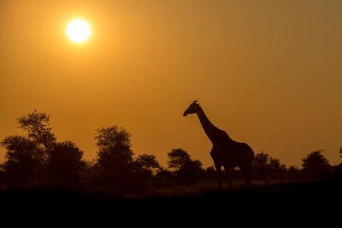 Image shows the silhouette of a giraffe standing against the sun.